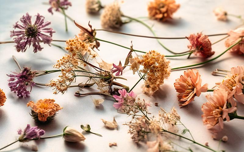 assorted-dried-and-preserved-flowers-scattered-on-a-light-surface